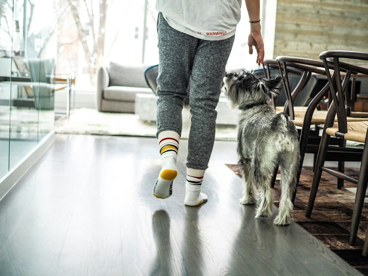 Person walks in house, next to grey dog