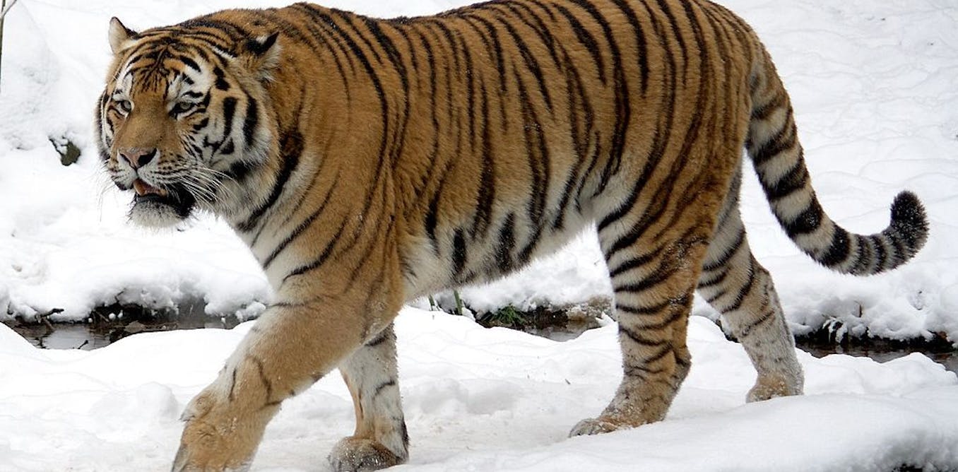 Zoos Have A Vital Role To Play In Ensuring Survival Of Amur Tiger