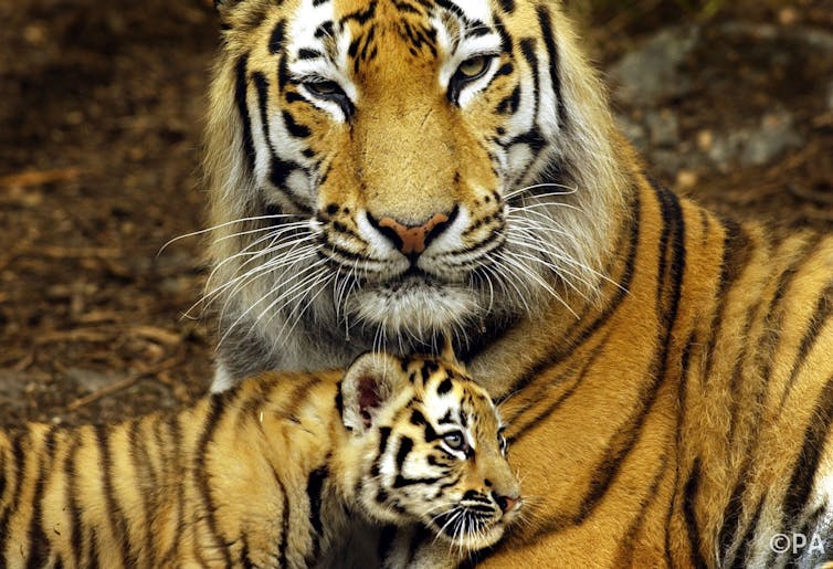 Amur Tiger - WAZA