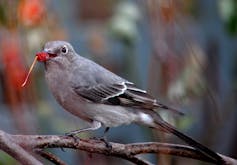 A gray-blue bird with black markings perches on a branch eating a berry