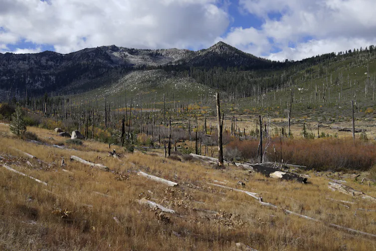 A largely empty field littered with standing and fallen dead trees with a mountain in the background.