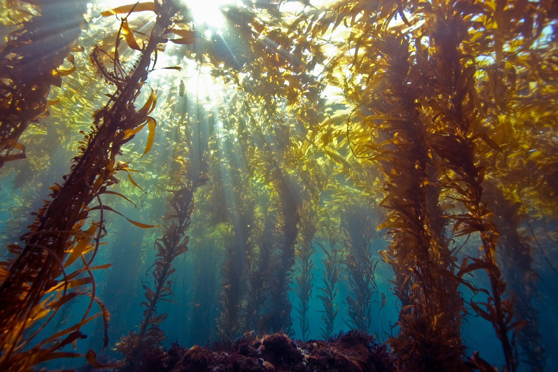 kelp with sunlight filtering through water
