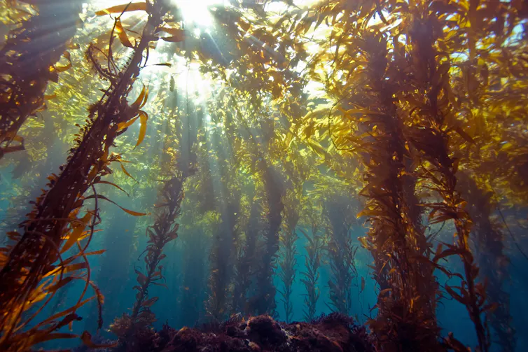 kelp with sunlight filtering through water