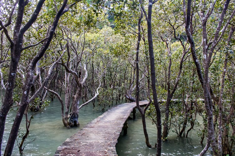 walkway through mangroves