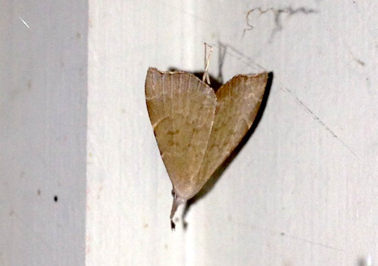 A photo of a brown moth hanging from a spiderweb.