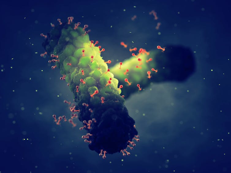 A phage