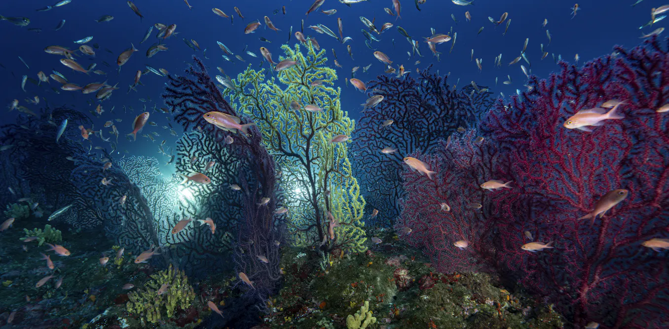 Les fonds marins, refuge pour les forêts de gorgones menacées par les vagues de chaleur ? Les fonds marins, refuge pour les forêts de gorgones menacées par les vagues de chaleur ?