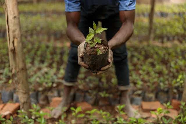 A man holding a coffee sprout surrounded by planted saplings.