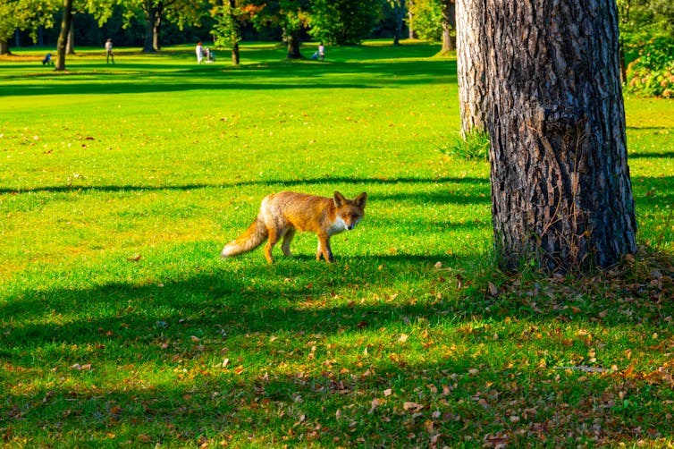 A fox next to a tree with golfers in the distance.