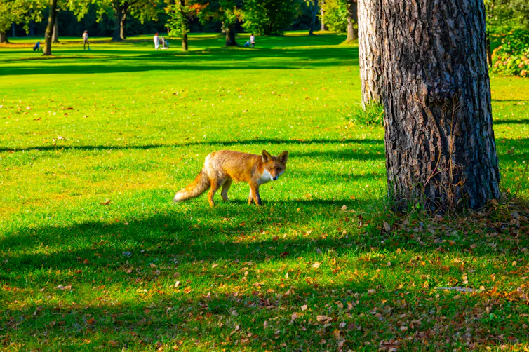 A fox next to a tree with golfers in the distance.