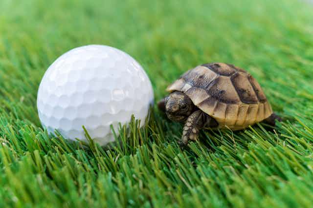 A small tortoise next to a golf ball.