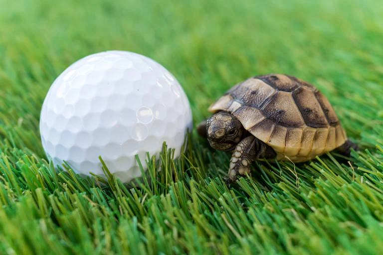 A small tortoise next to a golf ball.