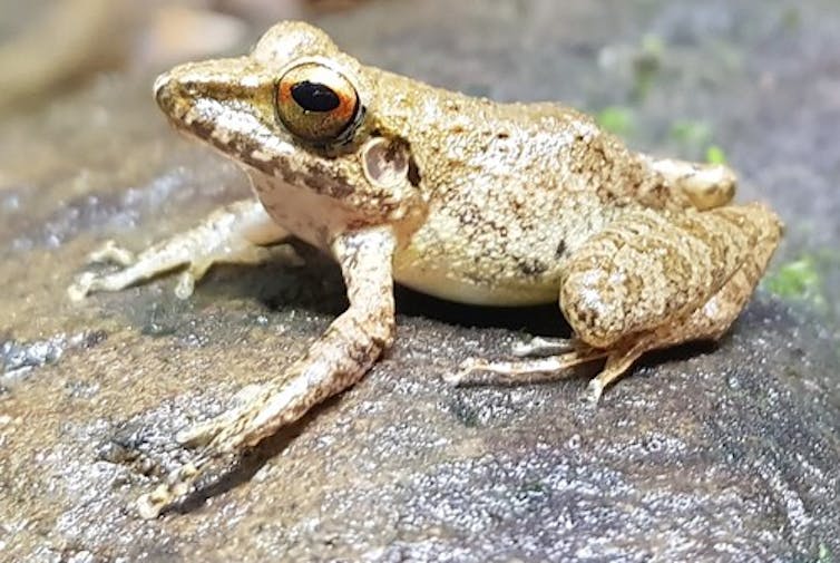 A pale yellow frog on a rock.