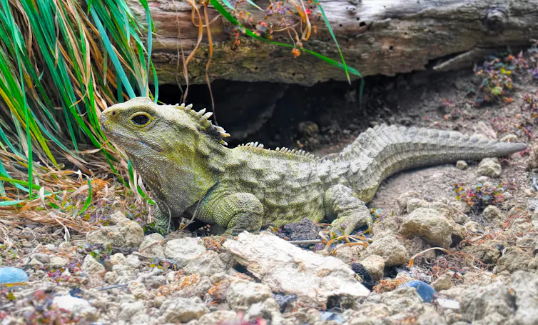 Lizard rests on the ground