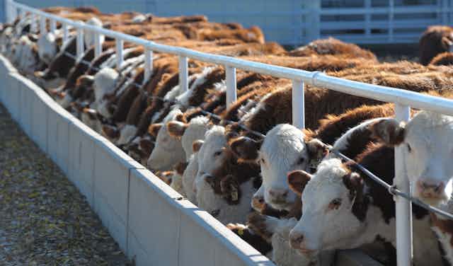 Cattle at a feedlot in Kansas