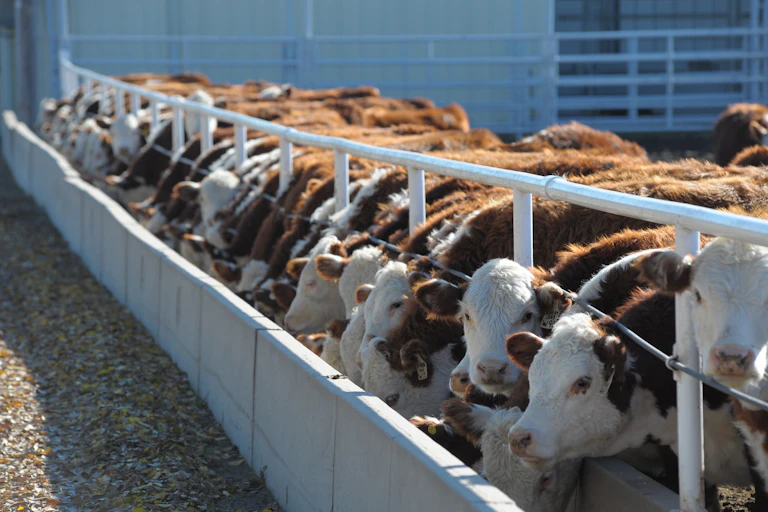 Cattle at a feedlot in Kansas