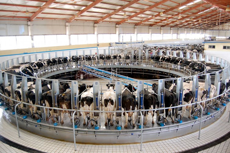 Many cows being automatically milked at once