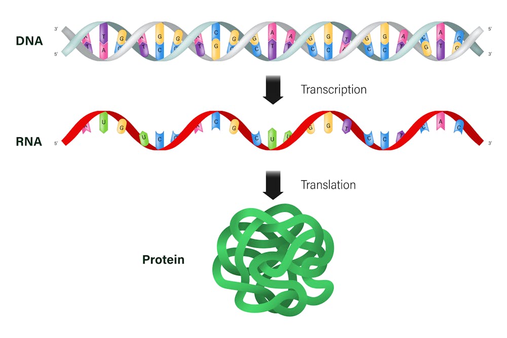 Customizing mRNA is easy, and that’s what makes it the next frontier ...