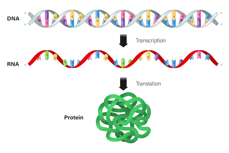 Diagram illustrating flow of DNA transcription to RNA translation to protein