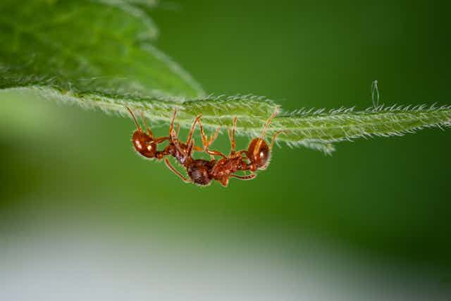 Red imported fire ant crawling on underside of leaf