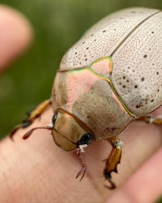 Close-up of a beige beetle with orange-green iridescence on its front part