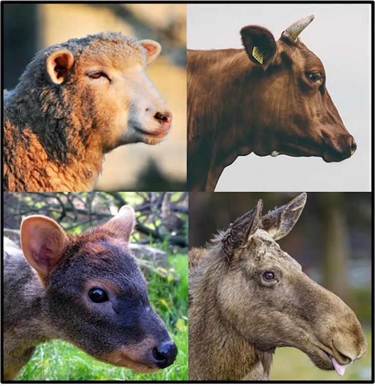 Herbivore profiles of a sheep, cow, pudu and moose.
