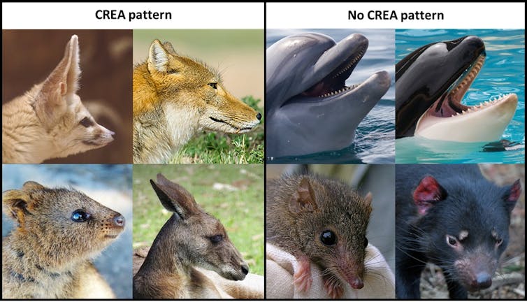 Examples of CREA and non-CREA animals side by side.