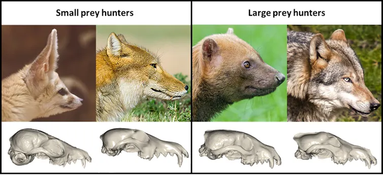 Face length in dogs