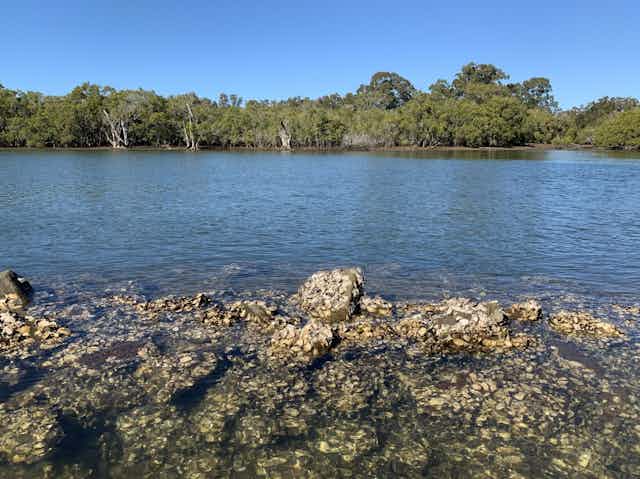 oysters in estuary australia