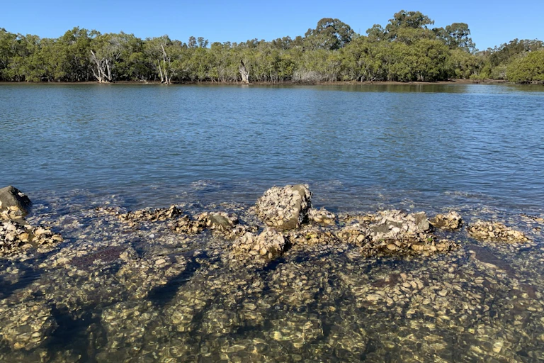 oysters in estuary australia