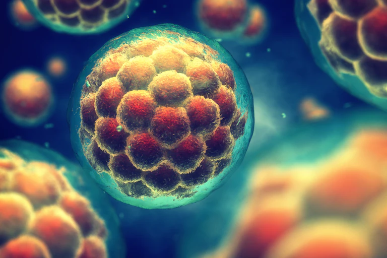 Early stage embryo
