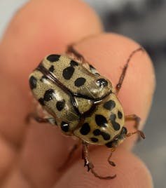 Close-up of a small beige beetle with black spots all over it