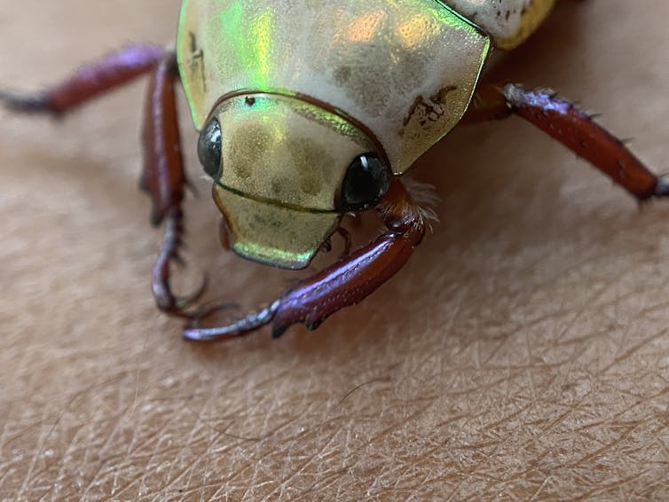 The face of a beetle with red legs, big black eyes and green-yellow iridescent sheen
