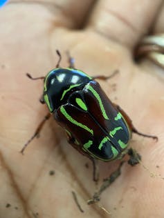 A black beetle with neon green stripes in a cool pattern on its back