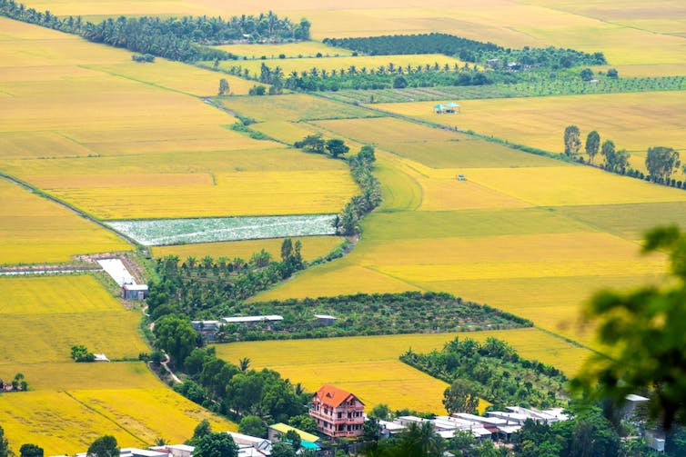 Aerial view of ripe rice fields in the Mekong delta countryside.