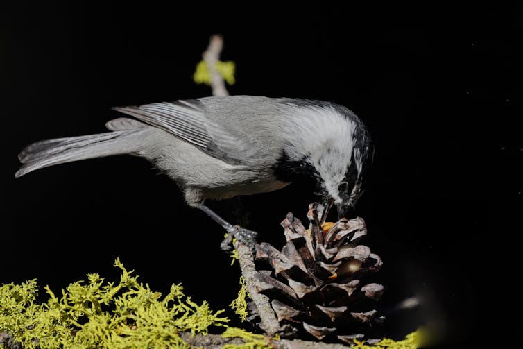 A small gray bird picks food from a pine cone.
