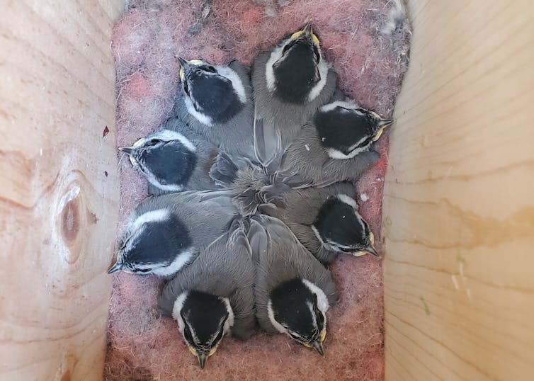 Eight little chickadees in a circle in a wooden box, their tails all together in the center to keep their bodies warm.