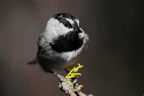 The chickadee in the snowbank: A 'canary in the coal mine' for climate change in the Sierra Nevada mountains