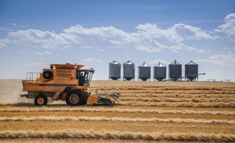 A combine harvester driving through a field of wheat