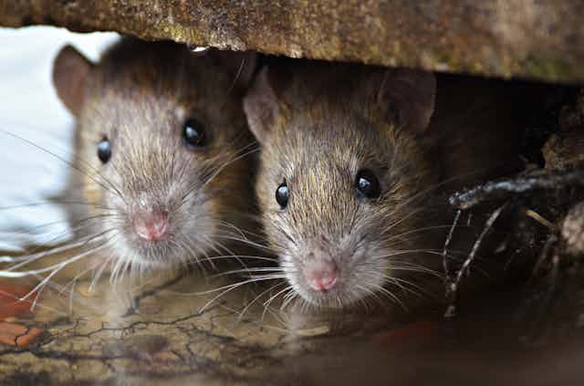 Two curious brown rats peek out from under brickwork