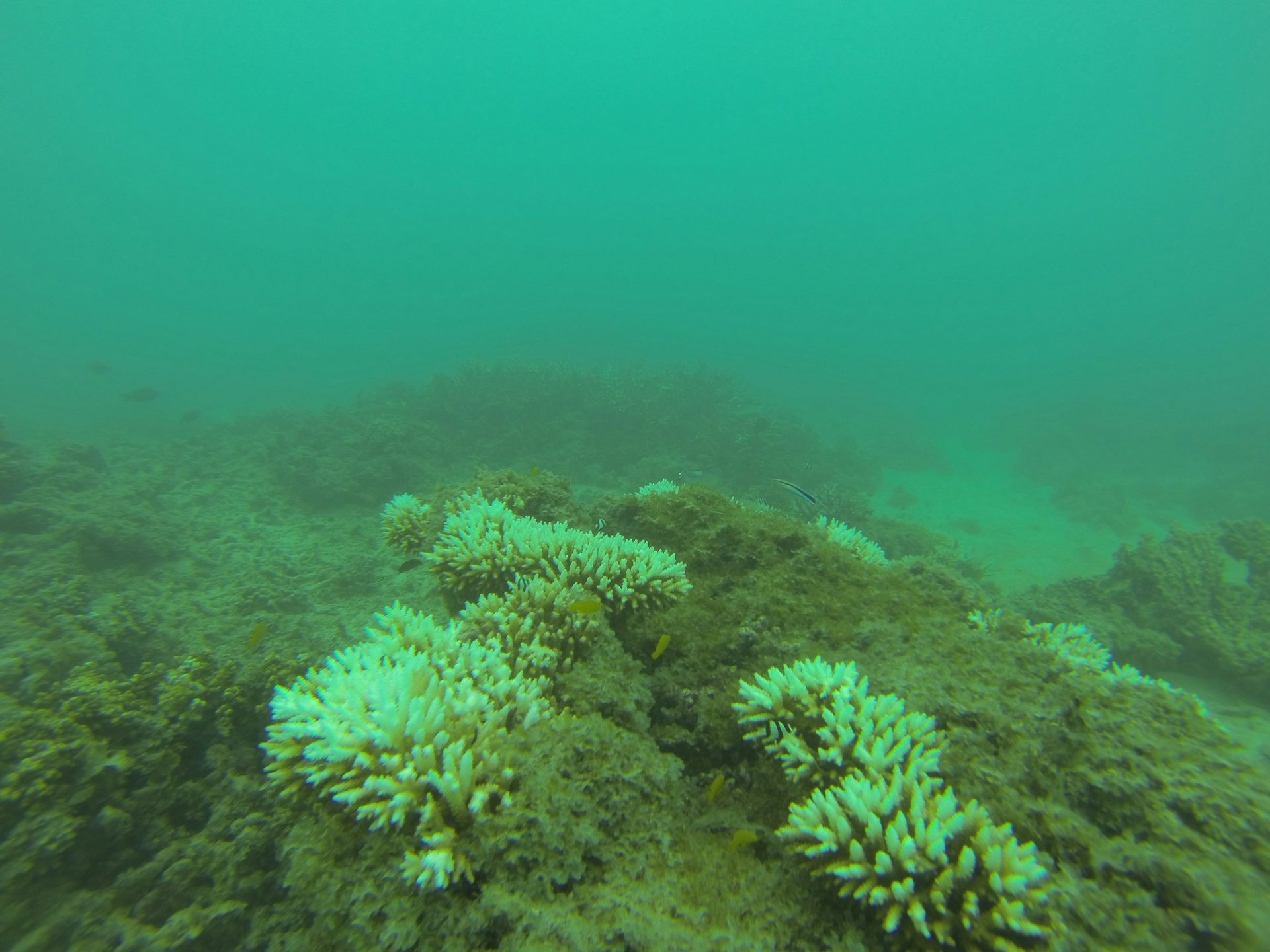Reef condition is ‘poor’, and probably worse than healthcheck suggests