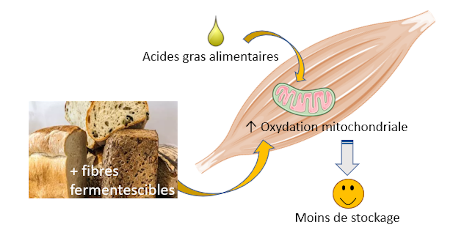 Schéma des résultats de l’expérience chez le mini porc.