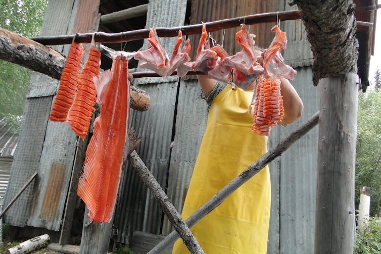 A person hangs fileted salmon for smoking.