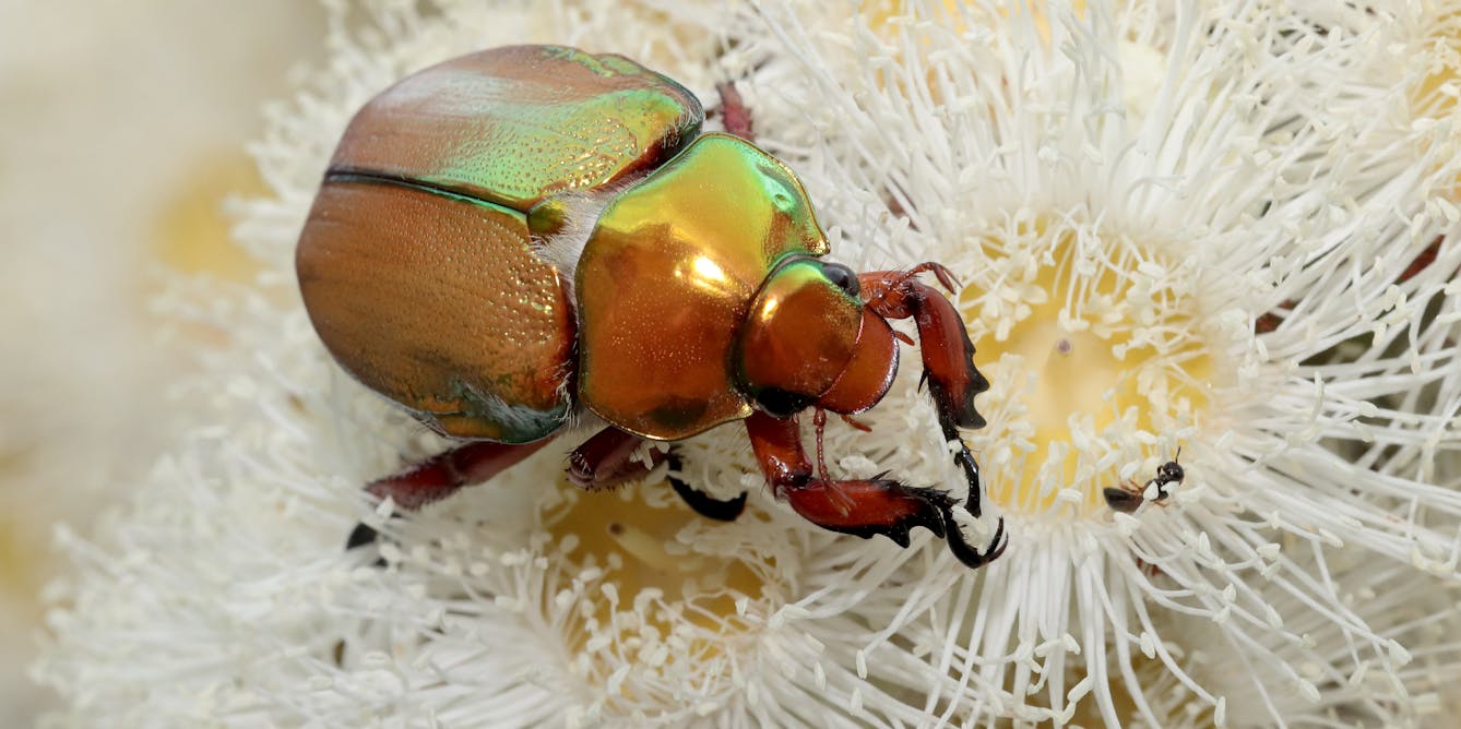 People worry Christmas beetles are disappearing. We’re gathering citizen data to see the full picture
