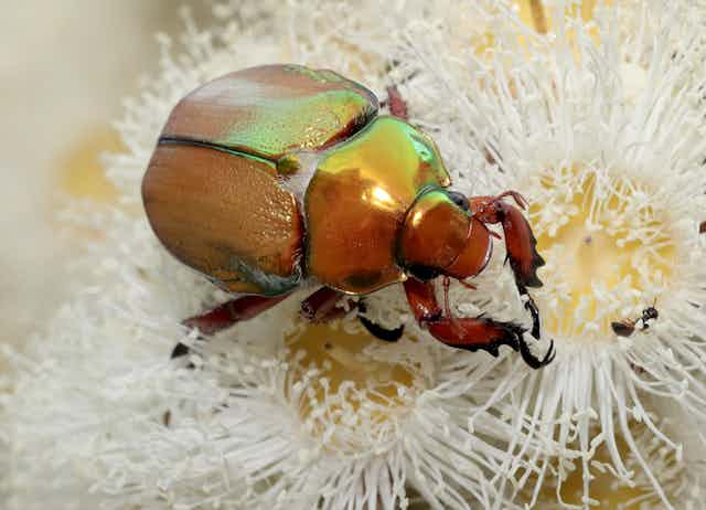 People worry Christmas beetles are disappearing. We're gathering