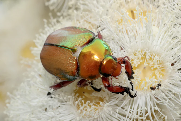 A large iridescent beetle close up on a white flower