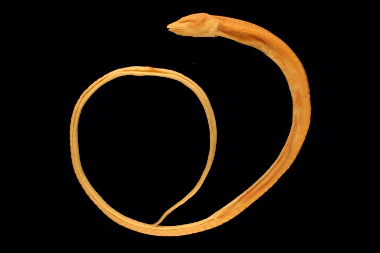 blind cave eel, museum specimen