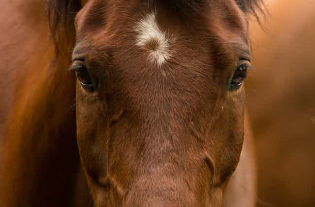 Close-up of horse's face