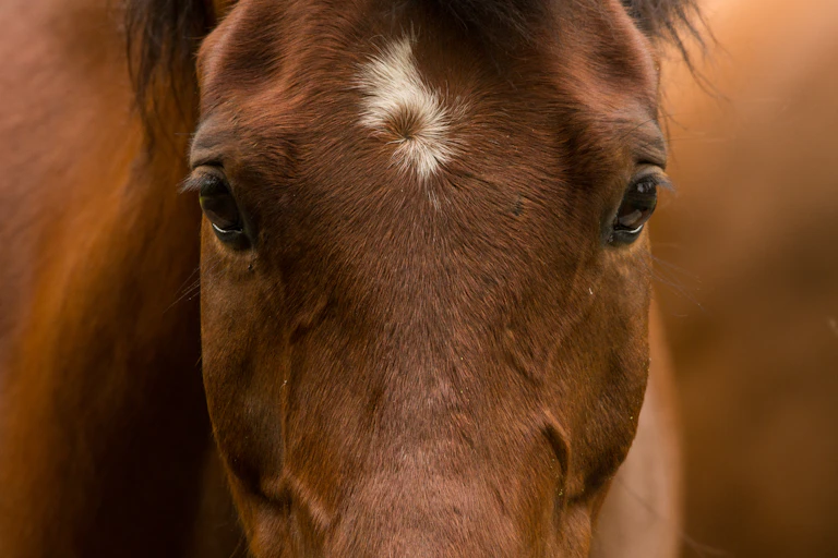 Close-up of horse's face