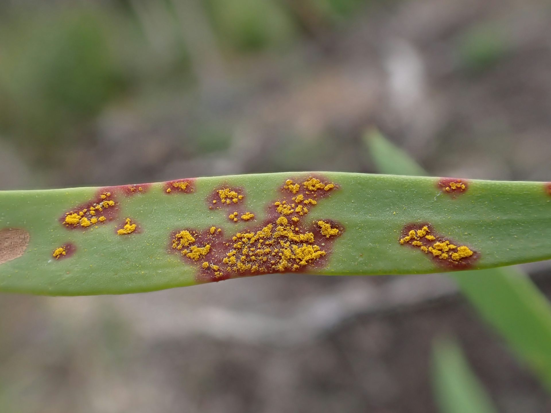 Myrtle rust is devastating Australian forests. A new high-tech spray holds out hope for native trees